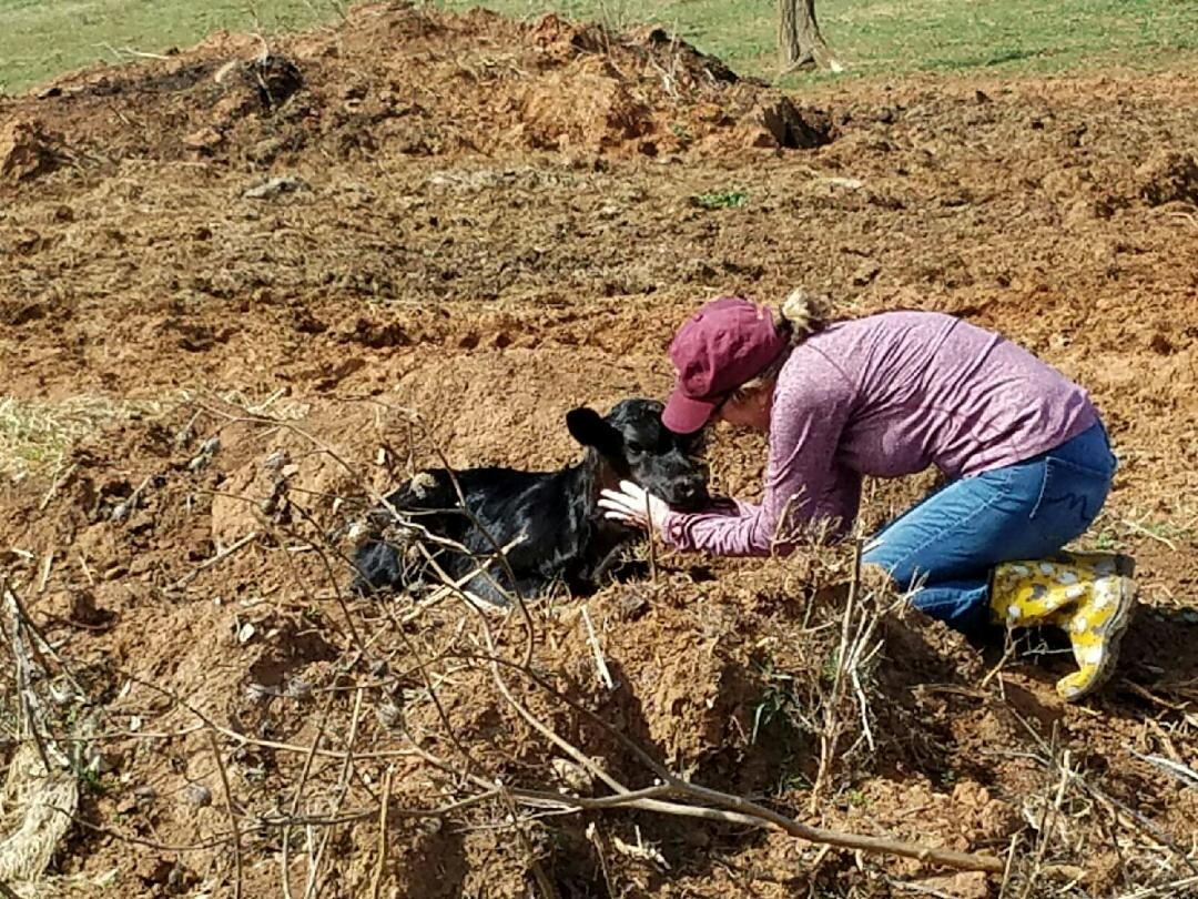 Eight Motherhood Lessons from a Cow